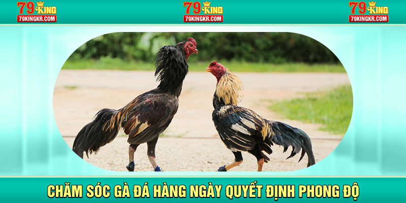Chăm sóc gà đá hàng ngày quyết định phong độ