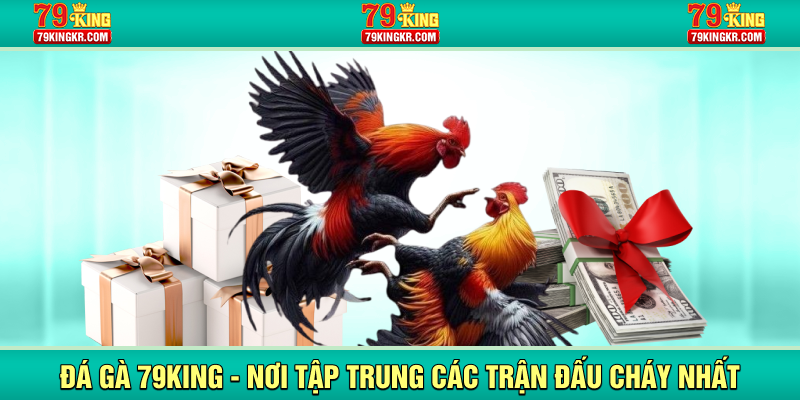 Đá gà 79King nơi tập trung các trận đấu