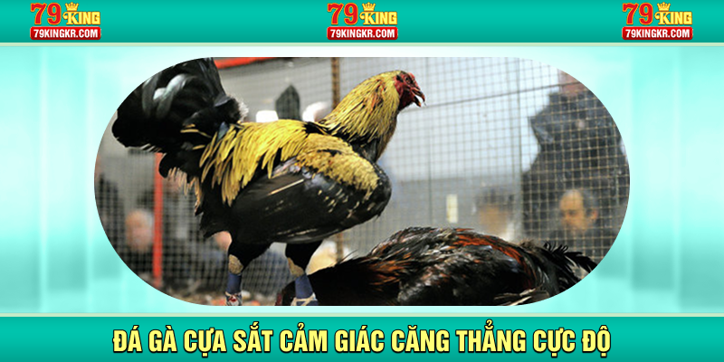 Đá gà cựa sắt cảm giác căng thẳng cực độ