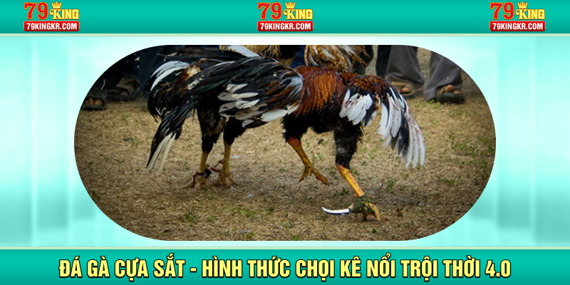 Đá gà cựa sắt