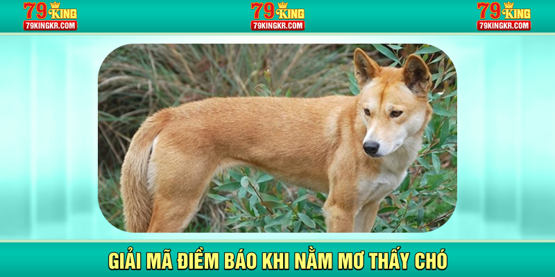 Giải mã điềm báo khi nằm mơ thấy chó