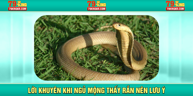 Lời khuyên khi ngủ mộng thấy rắn nên lưu ý