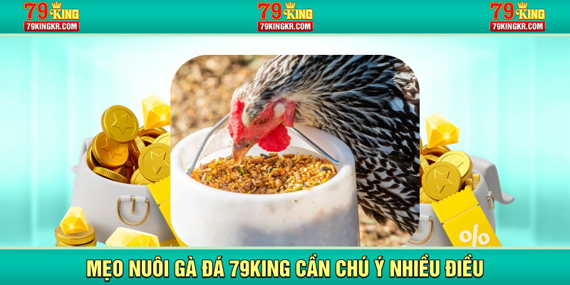 Mẹo nuôi gà đá 79KING cần chú ý nhiều điều