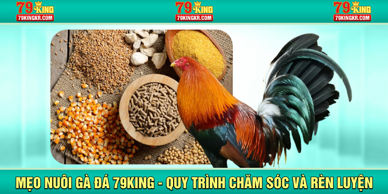 Mẹo nuôi đá gà 79King