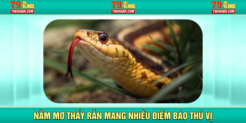 Nằm mơ thấy rắn mang nhiều điềm báo thú vị