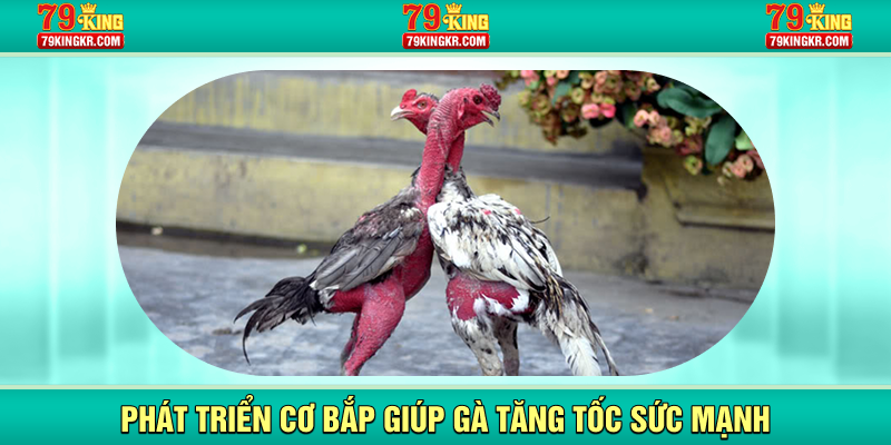 Phát triển cơ bắp giúp gà tăng tốc sức mạnh